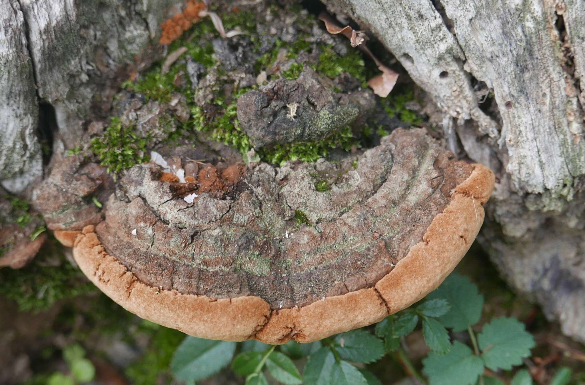 Image of Fuscoporia torulosa (Pers.) T. Wagner & M. Fisch. 2001