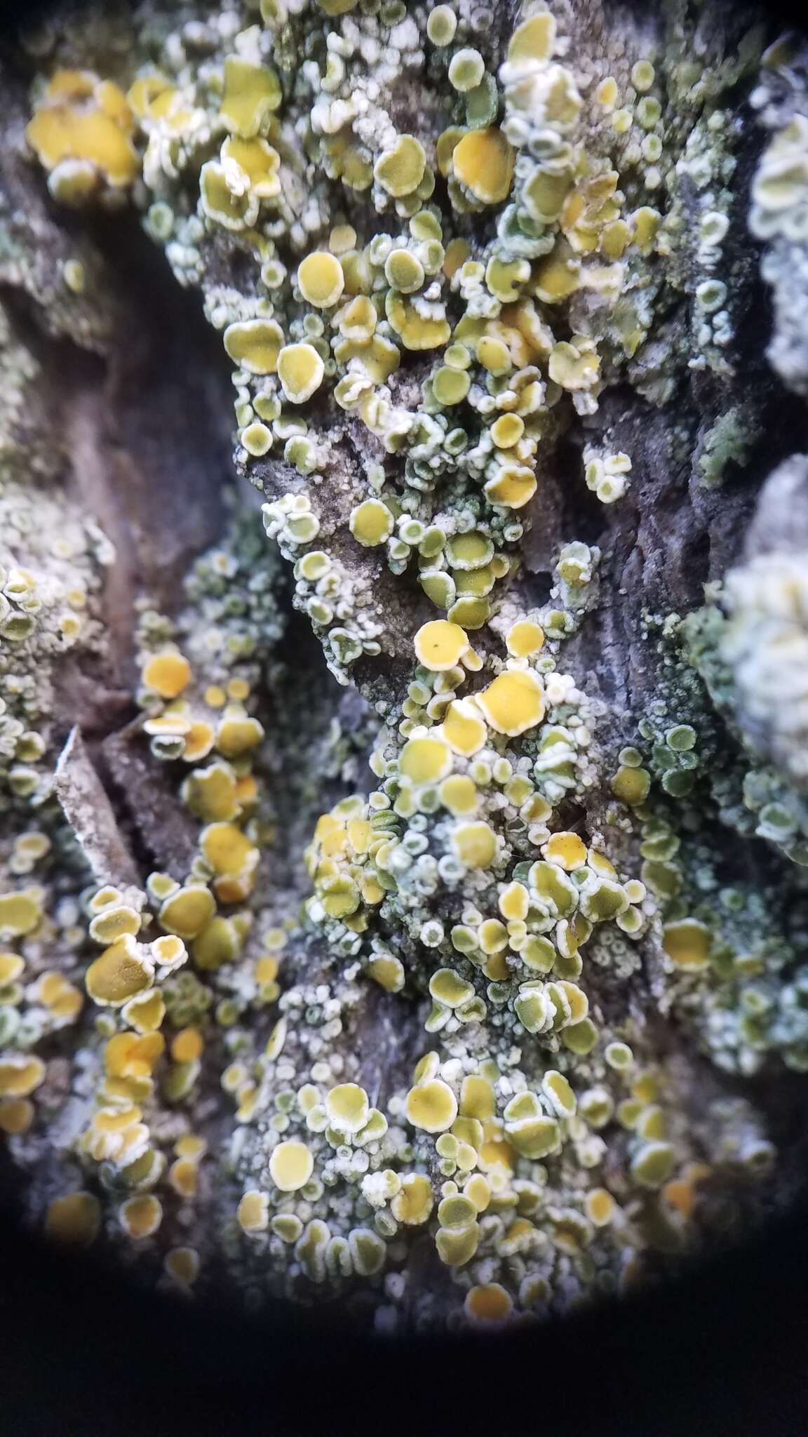 Image of orange lichen