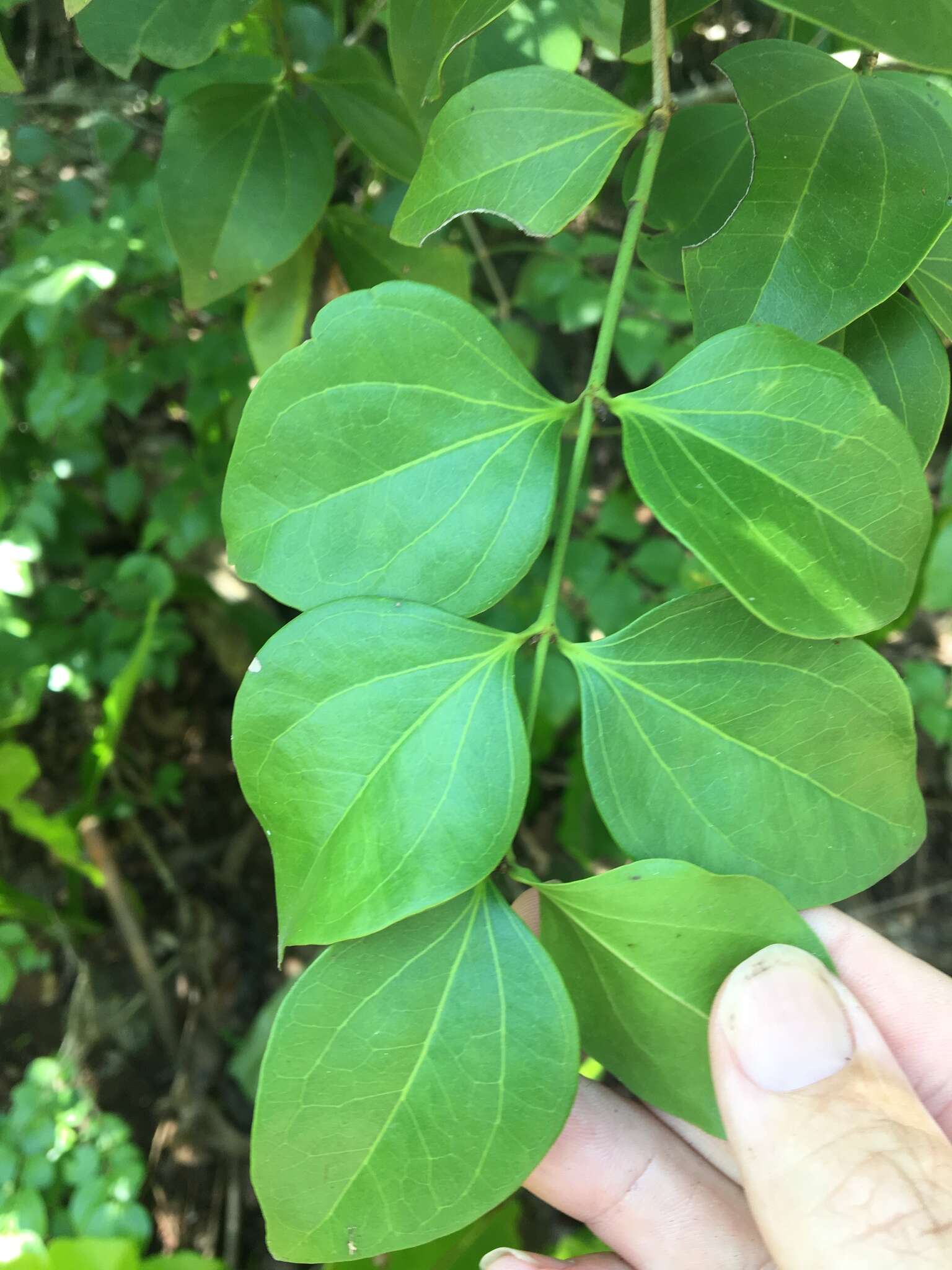 Plancia ëd Strychnos psilosperma F. Müll.