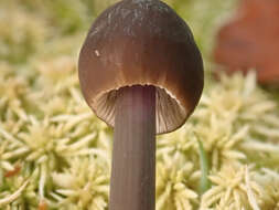 Image of Mycena megaspora Kauffman 1933