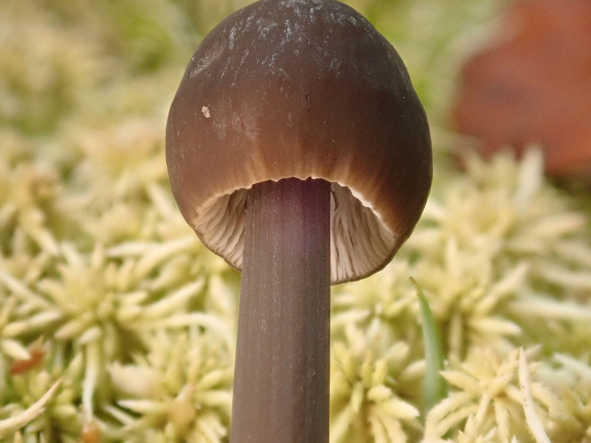 Image of Mycena megaspora Kauffman 1933