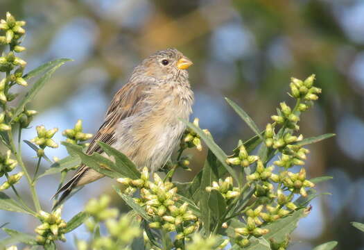 صورة Catamenia analis (d'Orbigny & Lafresnaye 1837)