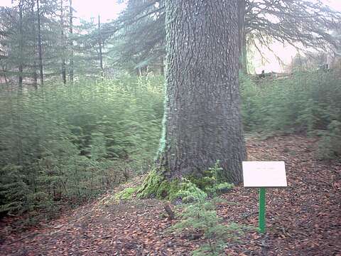 Image of Cedar of Lebanon