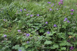 Image of Glandular Crane's-bill