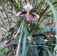 Image de Paphiopedilum purpuratum (Lindl.) Stein