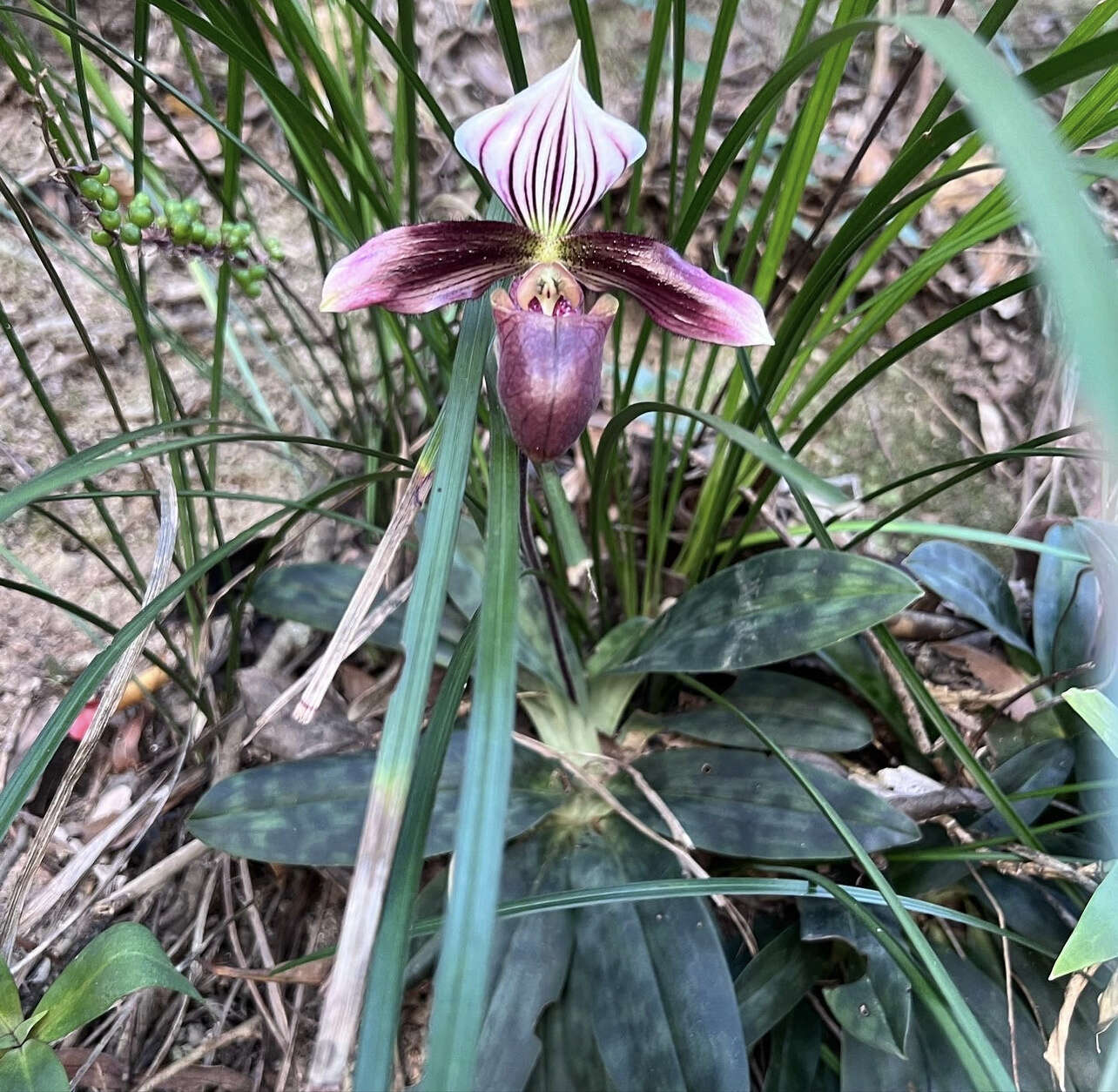 Слика од Paphiopedilum purpuratum (Lindl.) Stein