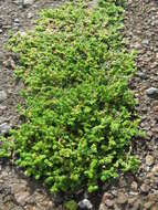 Image of smooth rupturewort