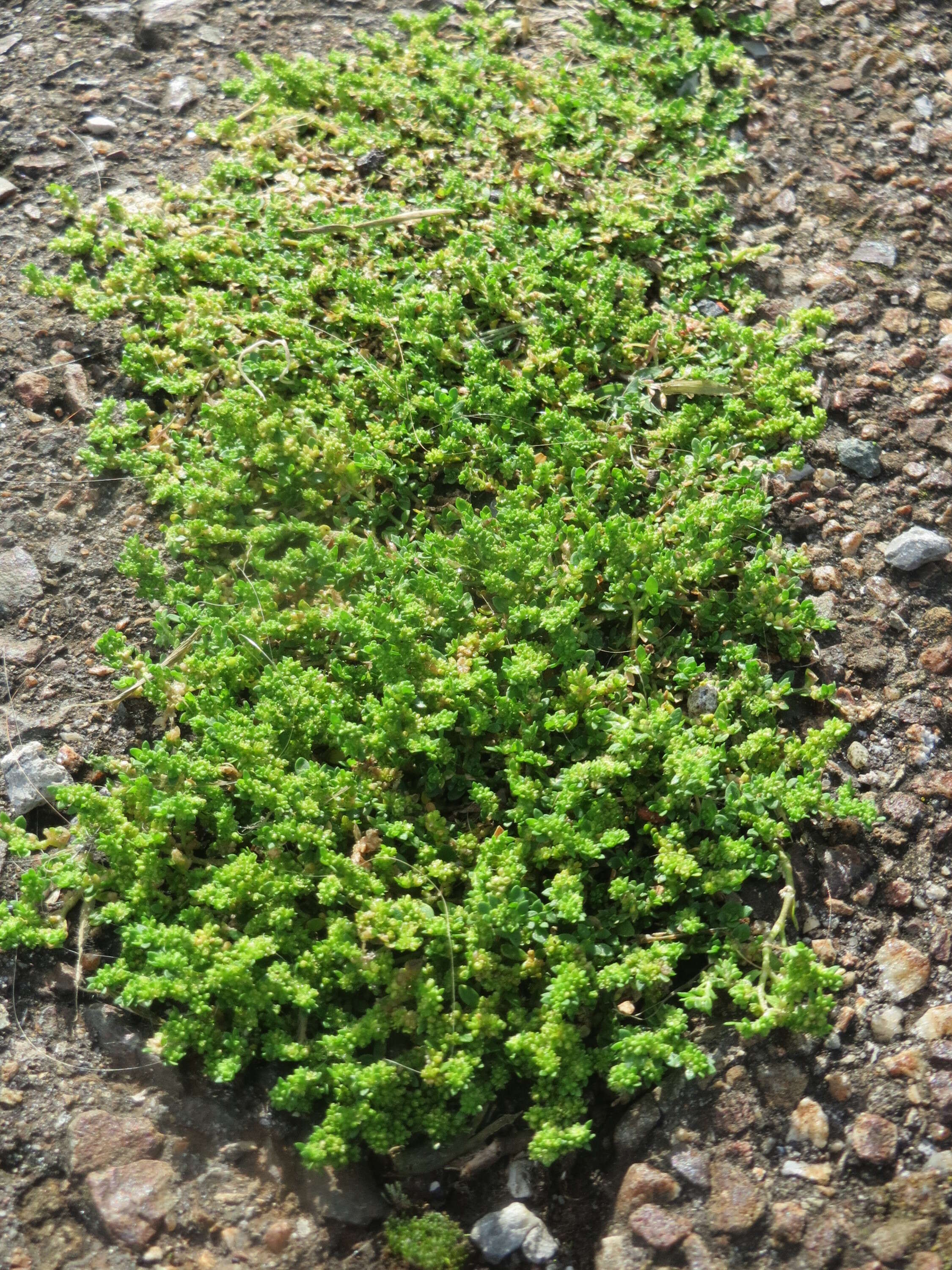 Image of smooth rupturewort