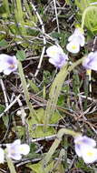 Pinguicula variegata Turcz.的圖片