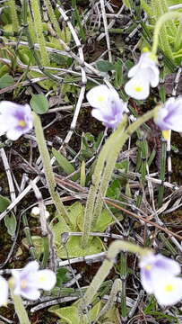 Pinguicula variegata Turcz.的圖片