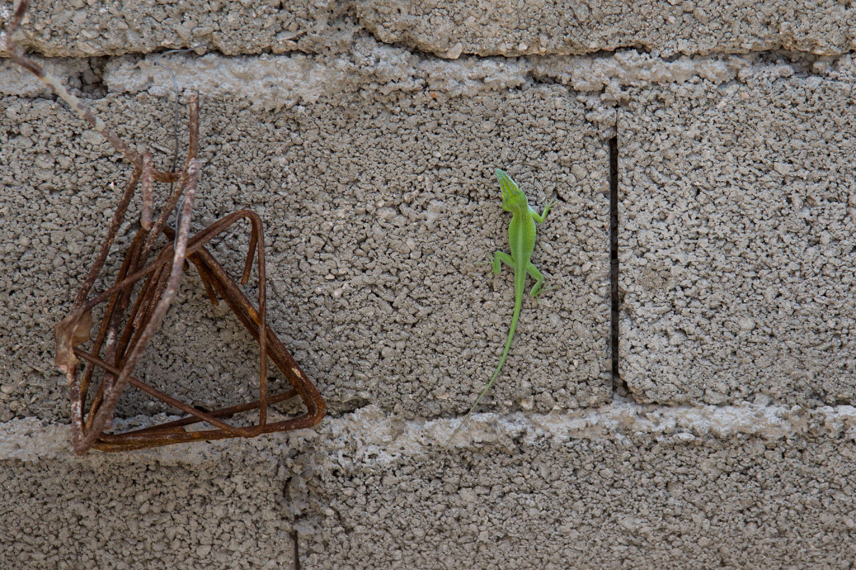 Image of Cuban green anole