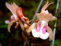 Image of Monk orchids