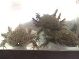 Image of Axolotl