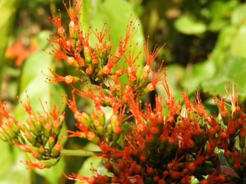 Image de Combretum paniculatum Vent.