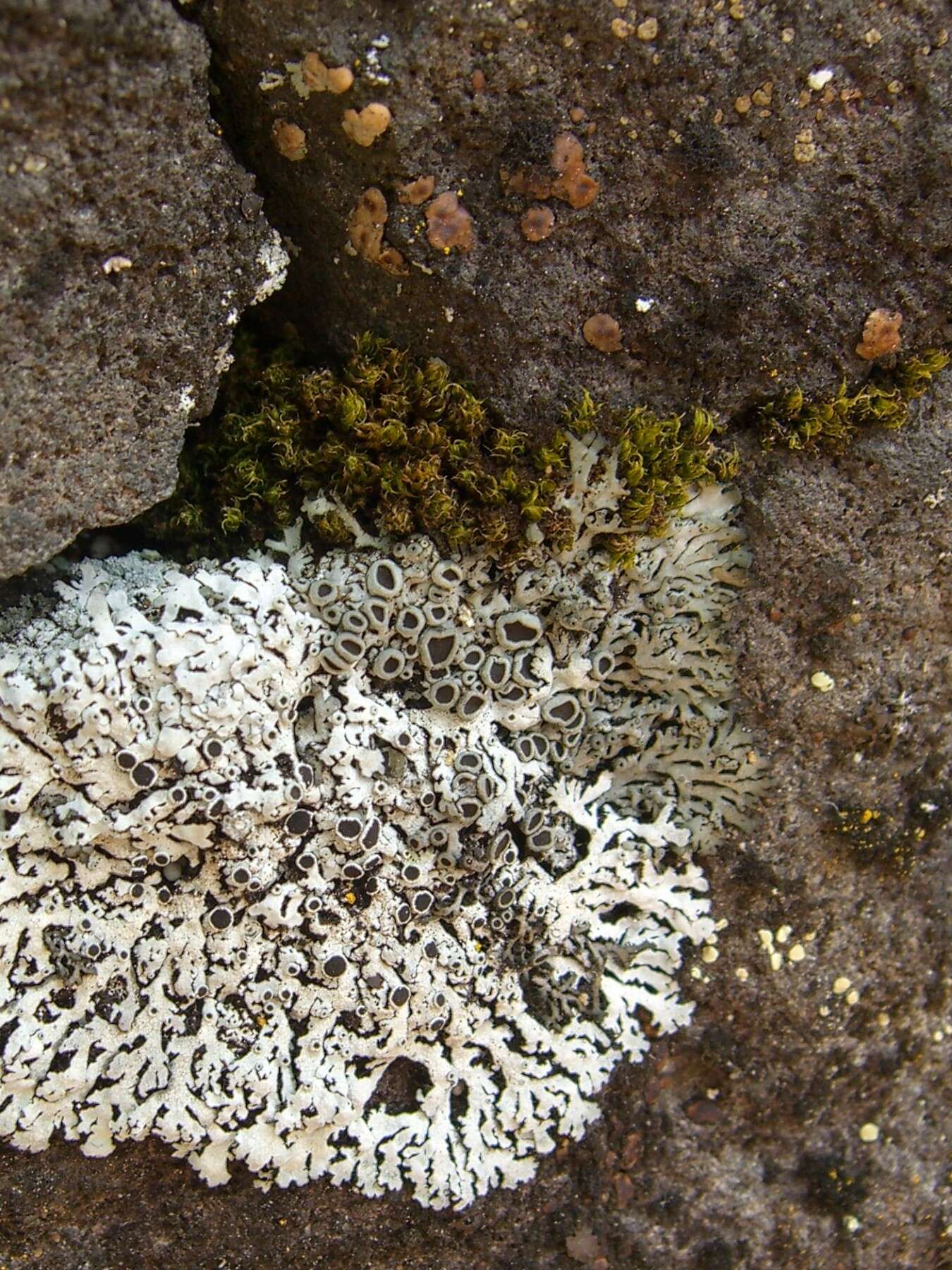 Image of cracked lichen