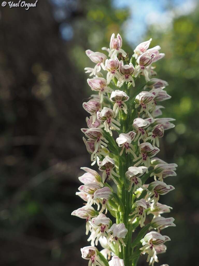 Orchis galilaea (Bornm. & M. Schulze) Schltr. resmi