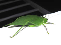 Image of Giant Katydid