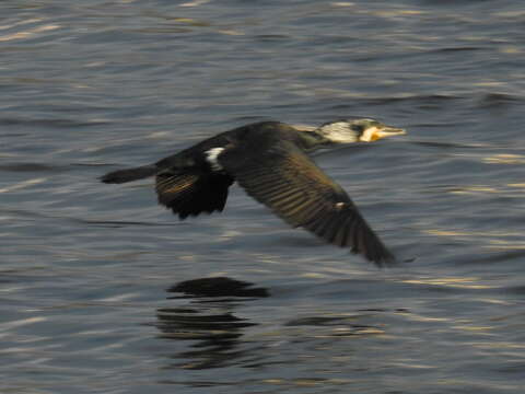 Image of Black Shag