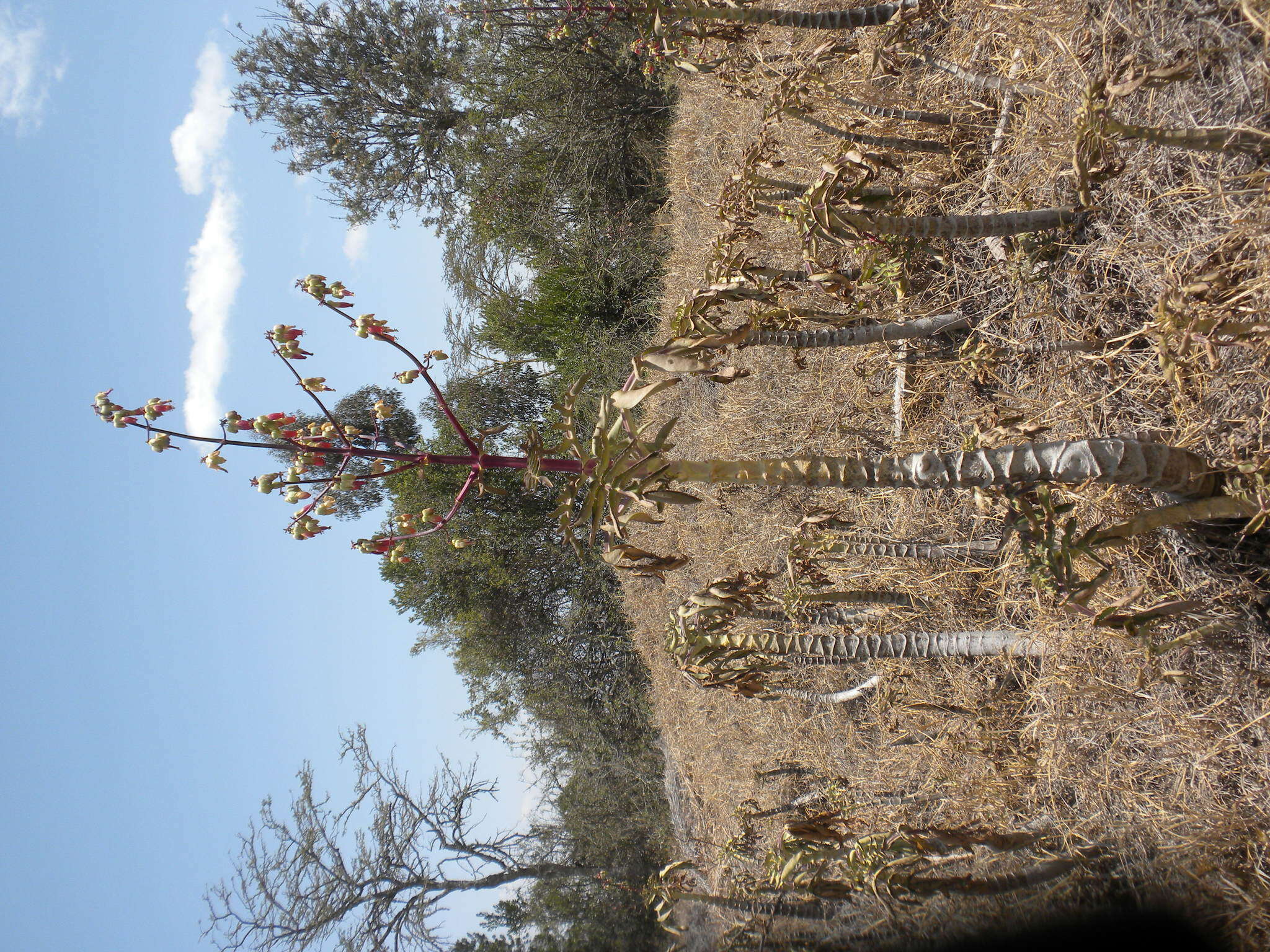 Image of Kalanchoe prolifera