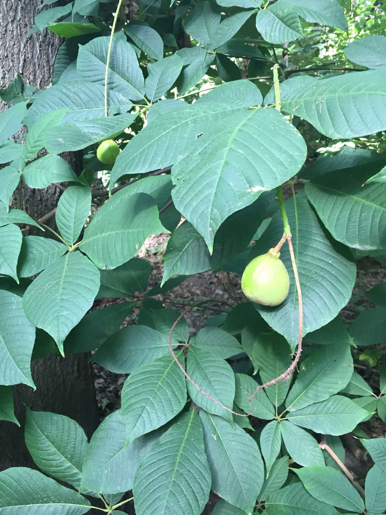 Imagem de Aesculus parviflora Walt.