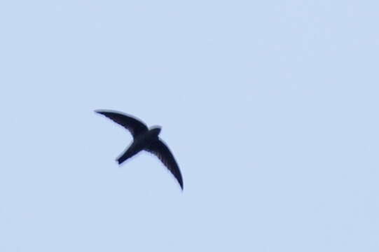 Image of Indian Swiftlet