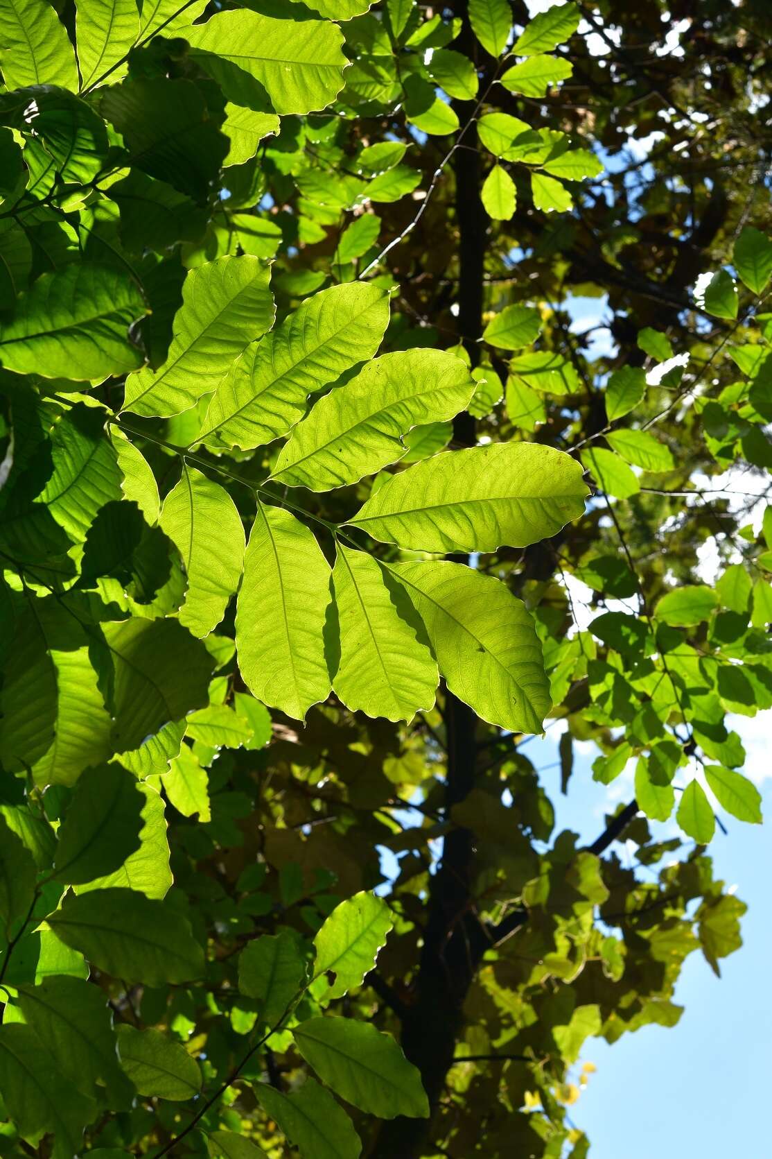 Image of Tapirira mexicana March.