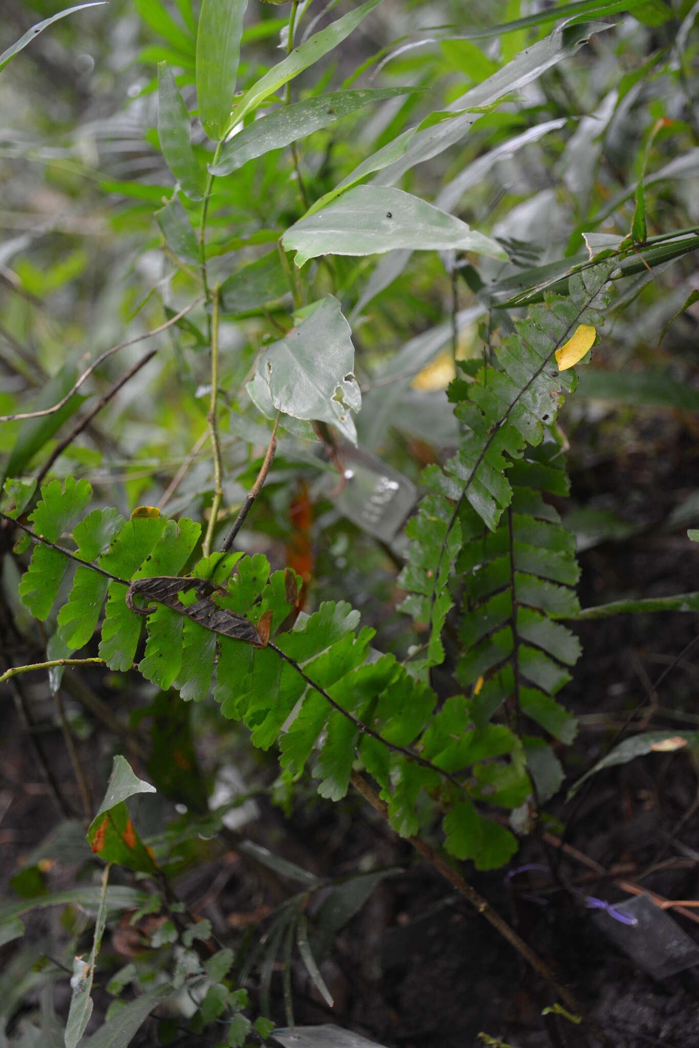 Imagem de Adiantum zollingeri Mett. ex Kuhn