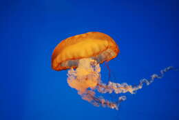 Image of Sea nettle