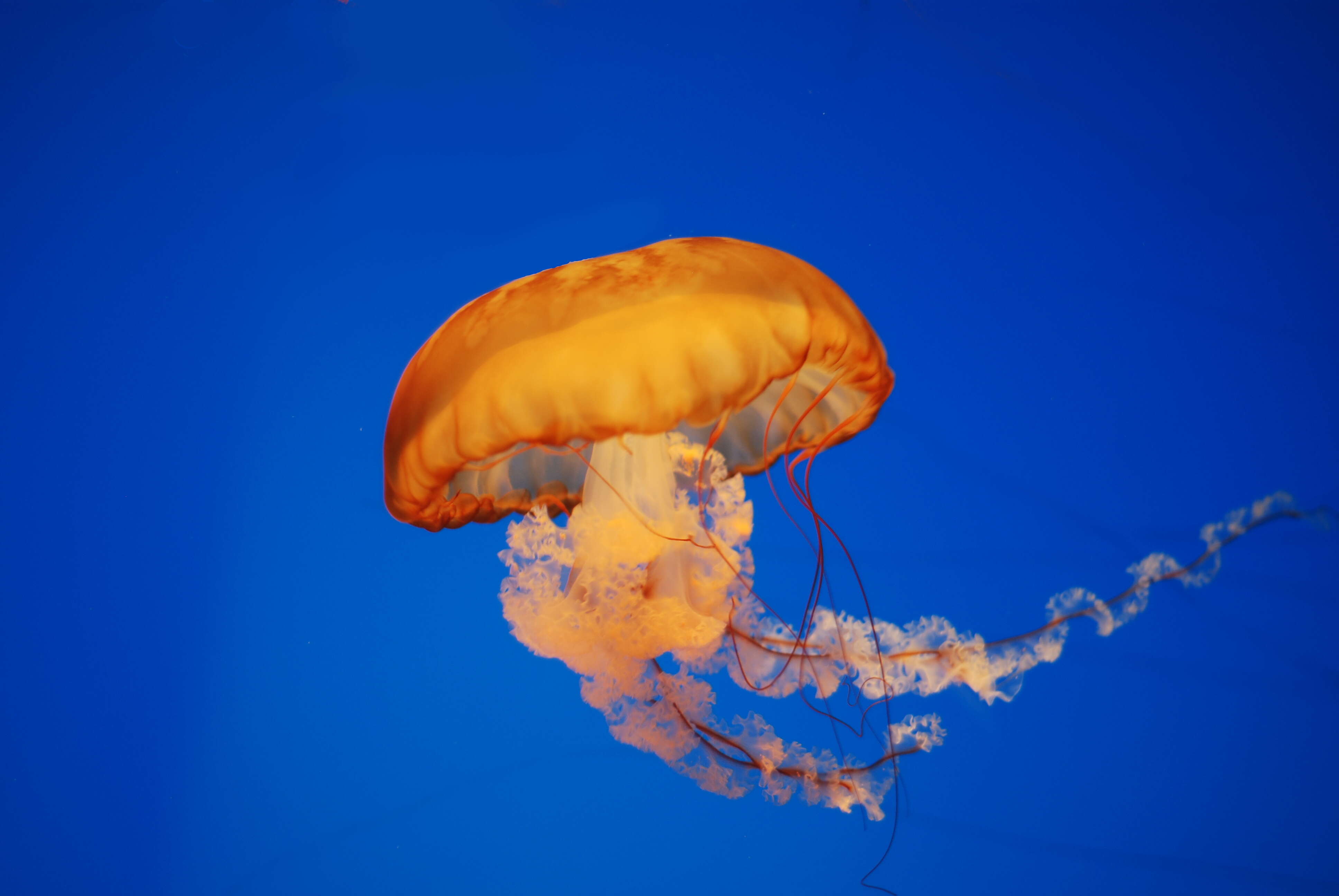 Image of Sea nettle