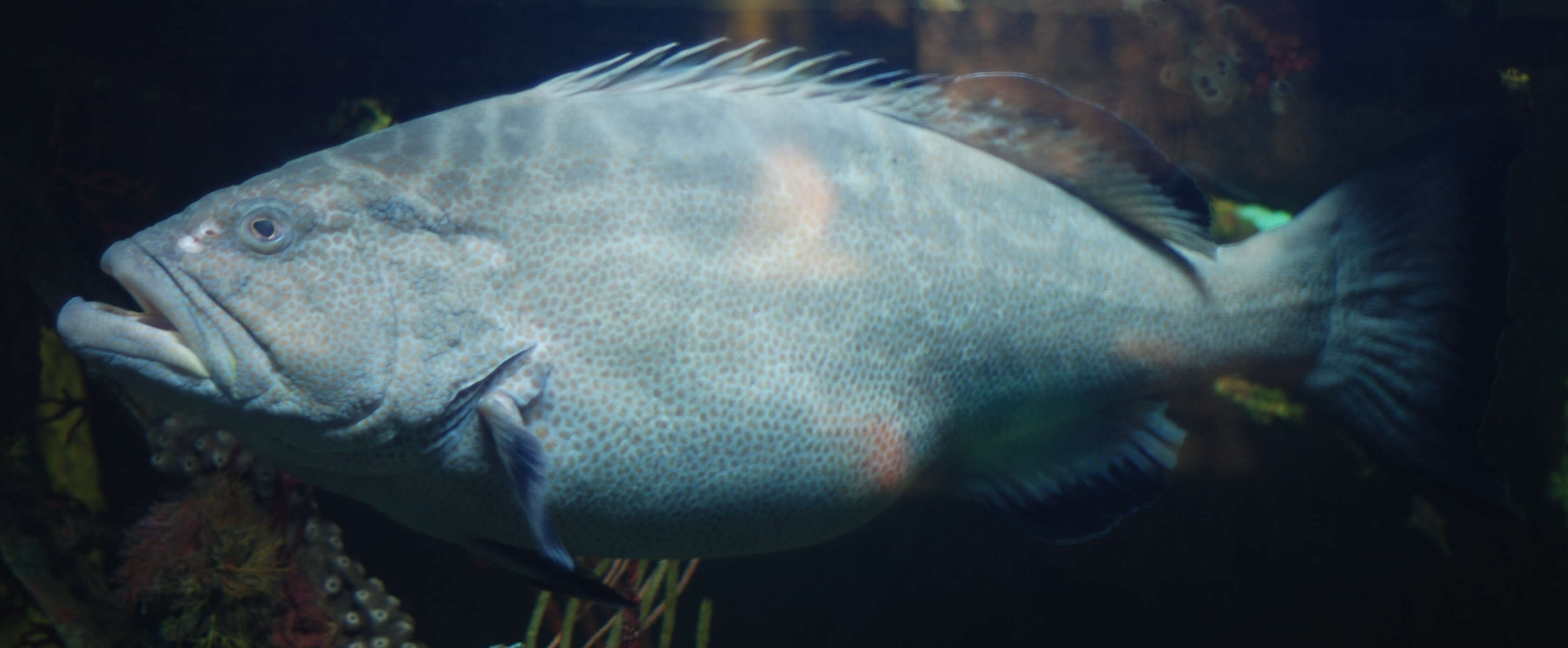 Image of Black Grouper