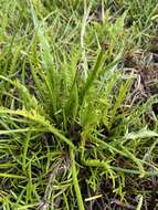 Eryngium vesiculosum Labill. resmi