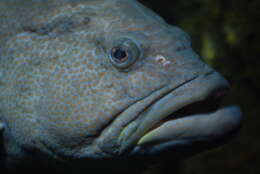 Image of Black Grouper