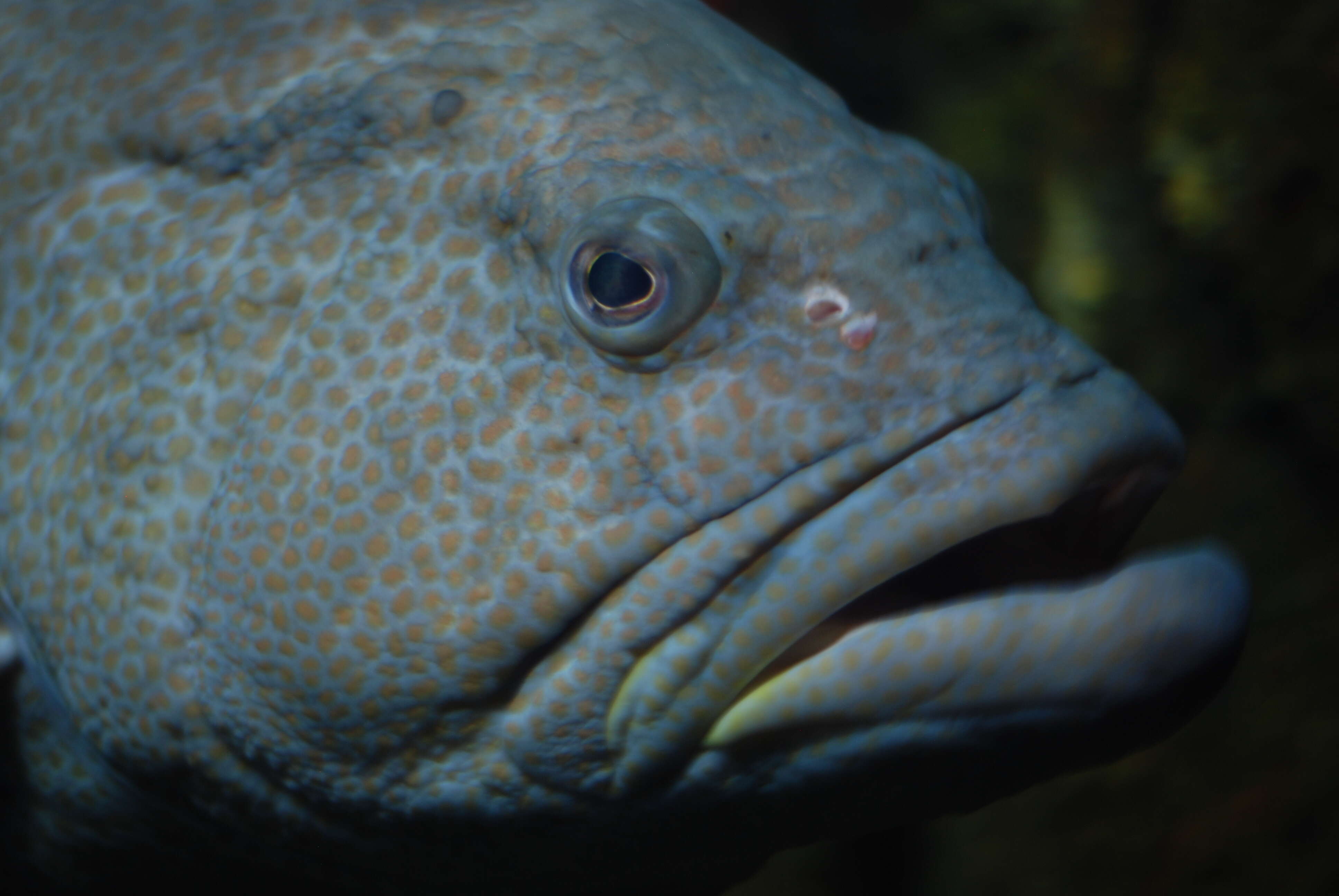 Image of Black Grouper