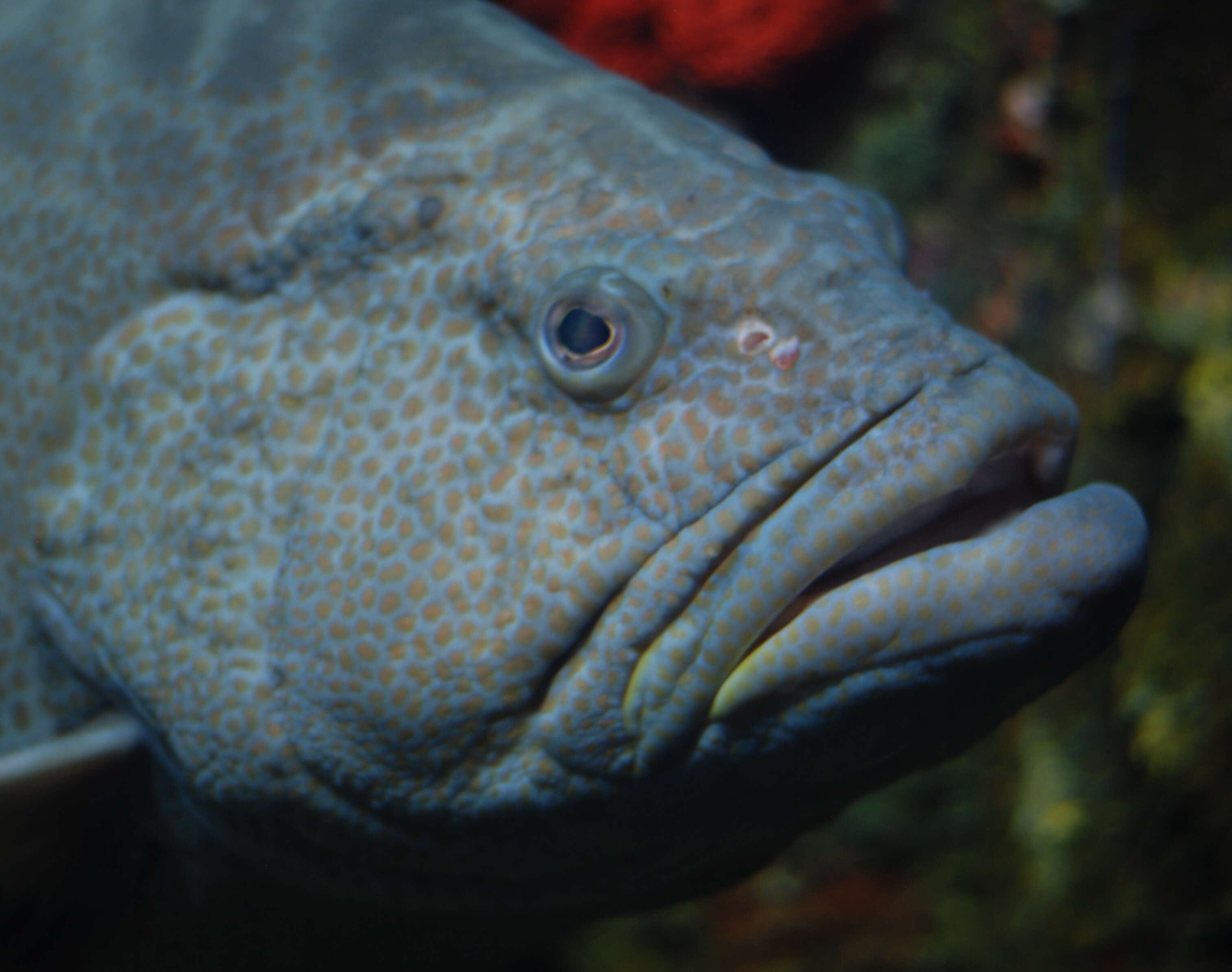 Image of Black Grouper