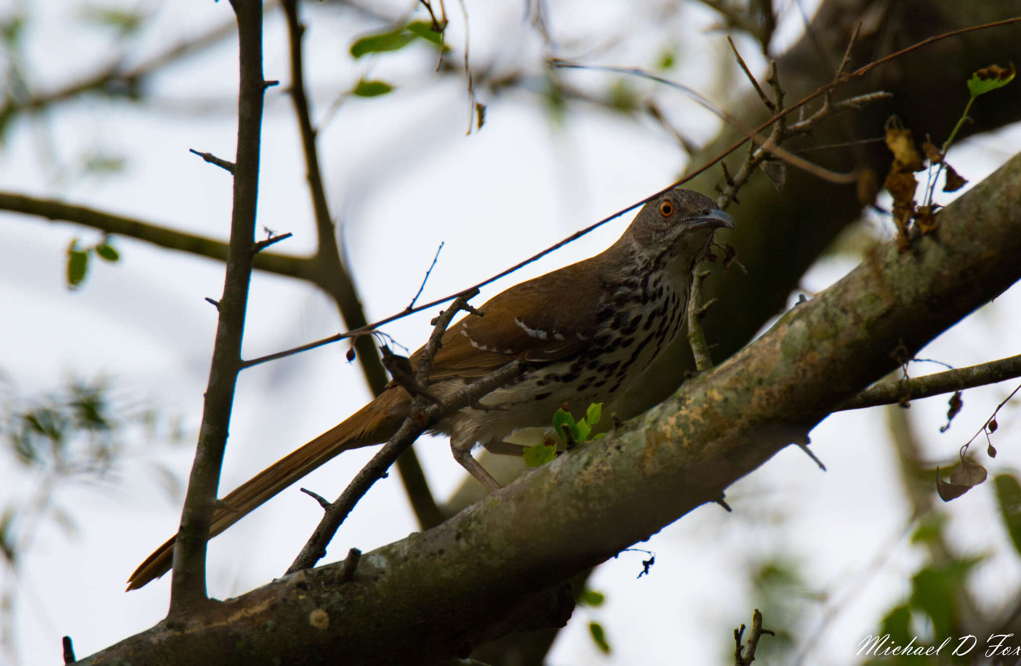 Image of Long-billed Thrasher