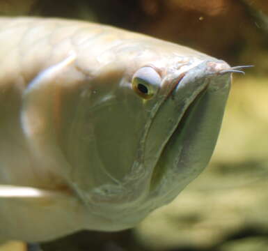 Image of silver arowana