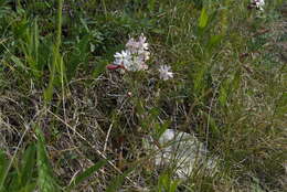 Image of pink campion