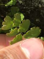 Image of Adiantum orbignyanum Mett. ex Kuhn