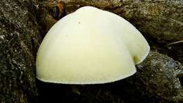 Image of Volvariella bombycina (Schaeff.) Singer 1951