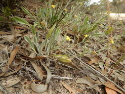 Image of Goodenia robusta (Benth.) K. Krause