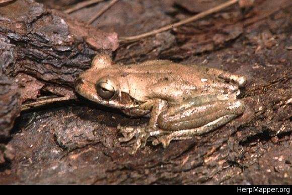 Image of Tree frog