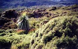 Sivun Richea pandanifolia Hook. fil. kuva