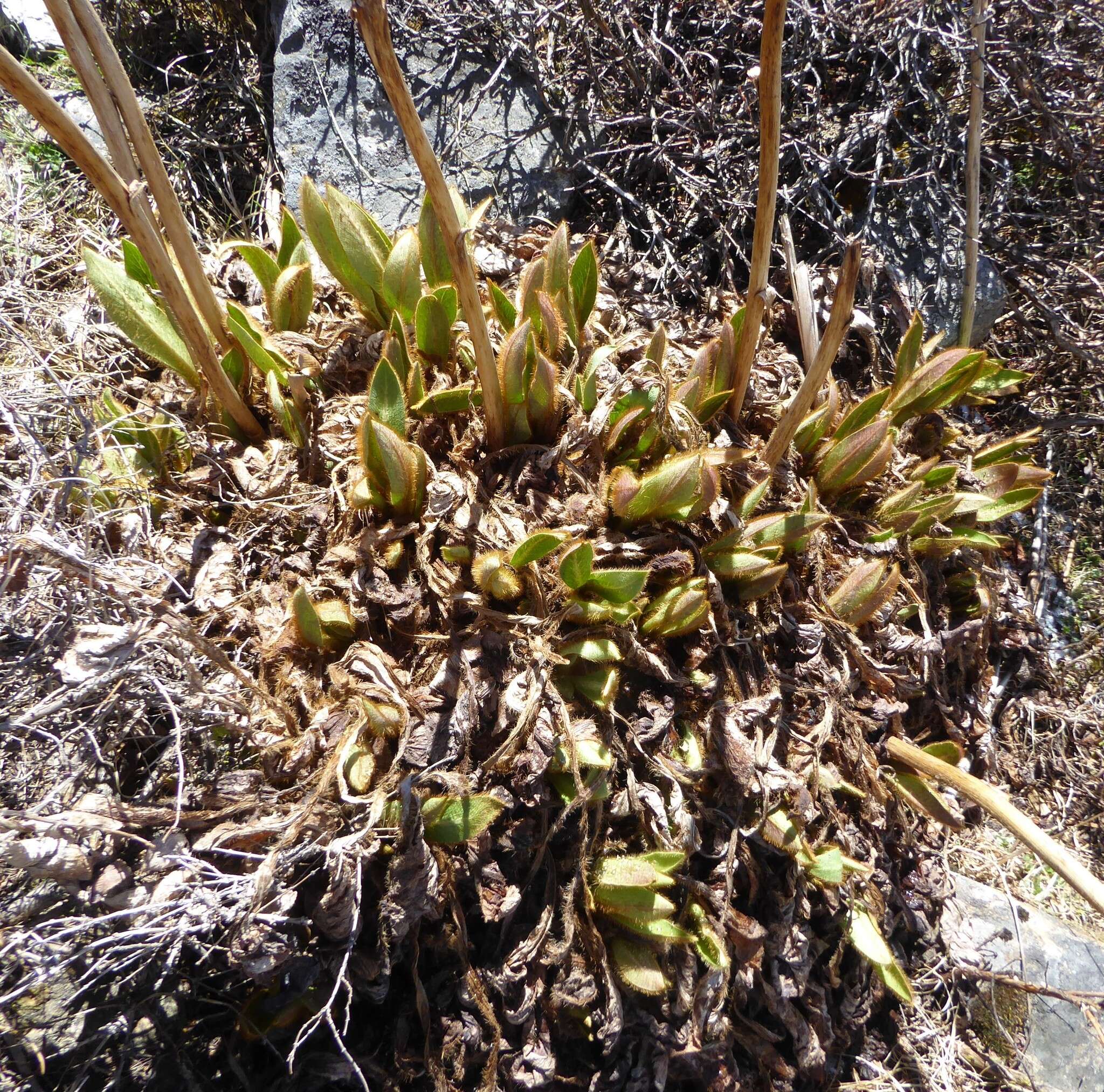 Image of Meconopsis grandis Prain