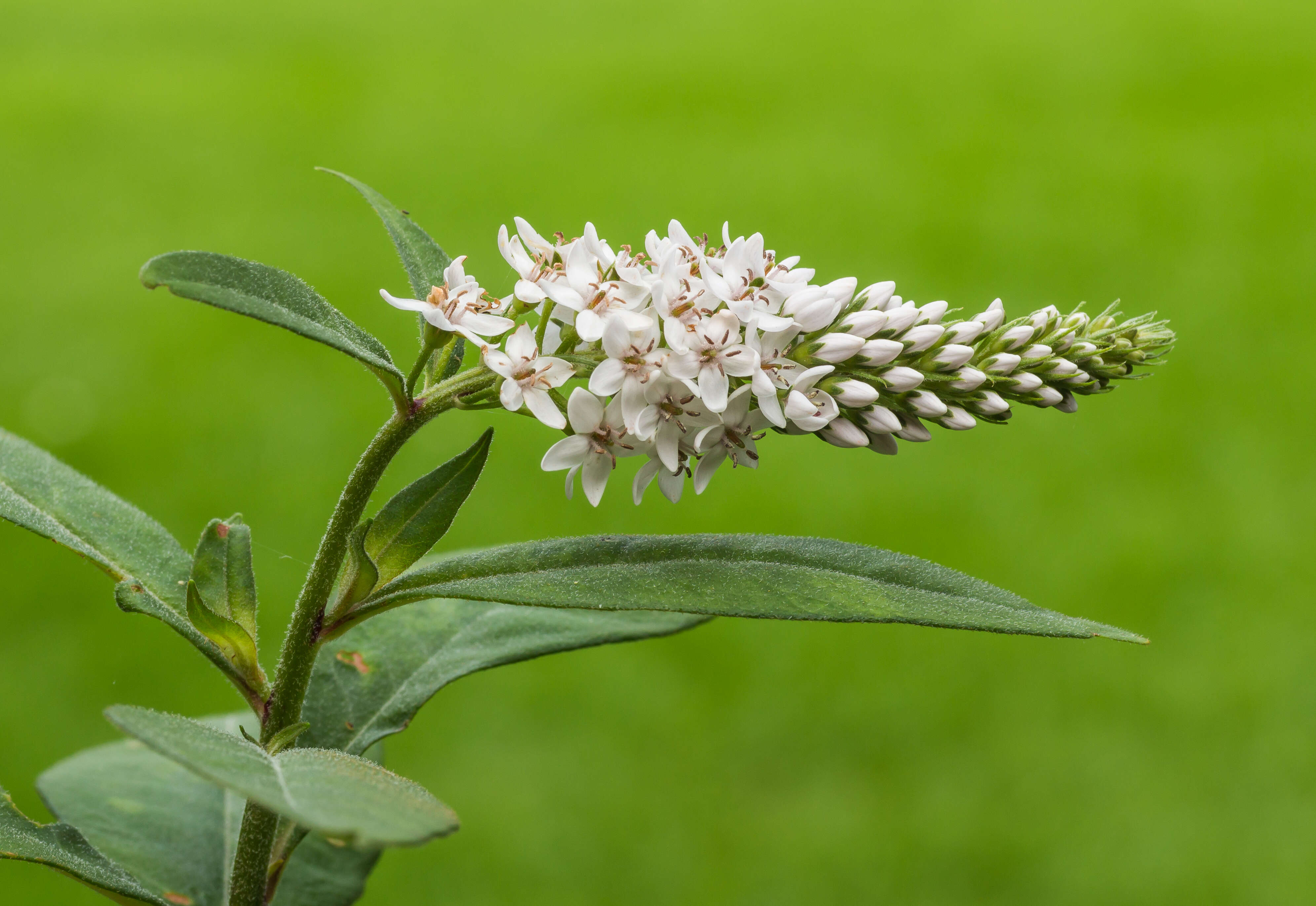 Image of gooseneck yellow loosestrife