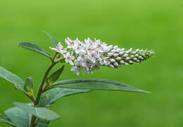 Image of gooseneck yellow loosestrife