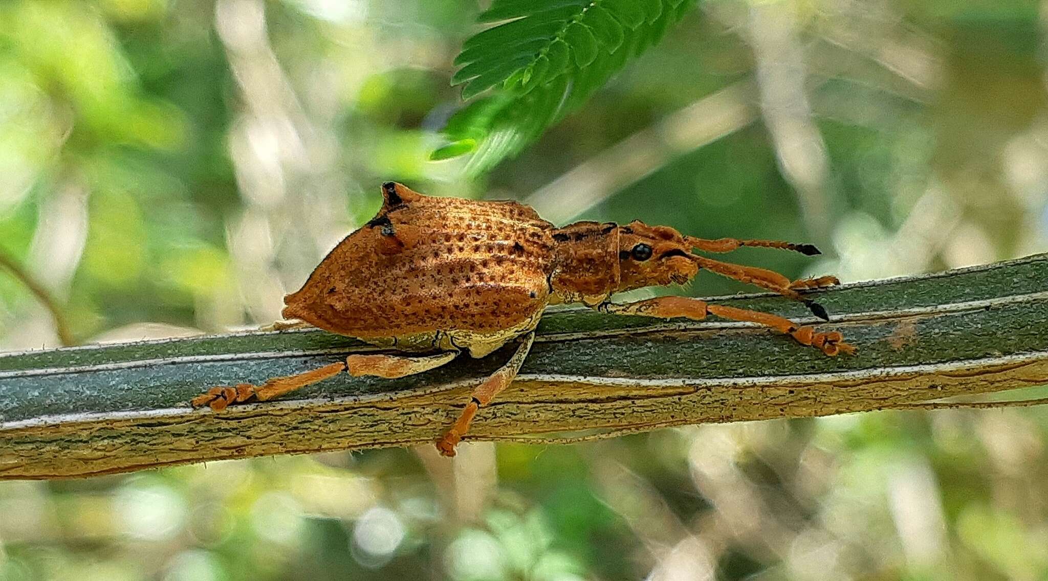 Image of Platyomus nodipennis Sahlberg 1823