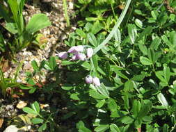 Image of Allium macranthum Baker