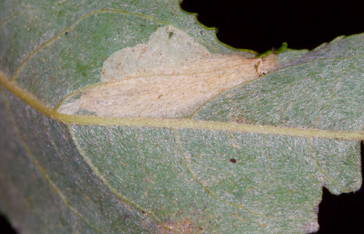 Image of Phyllonorycter scudderella (Frey & Boll 1873)