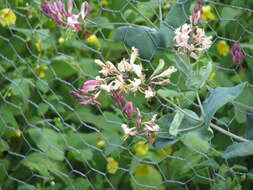 Image of pink honeysuckle