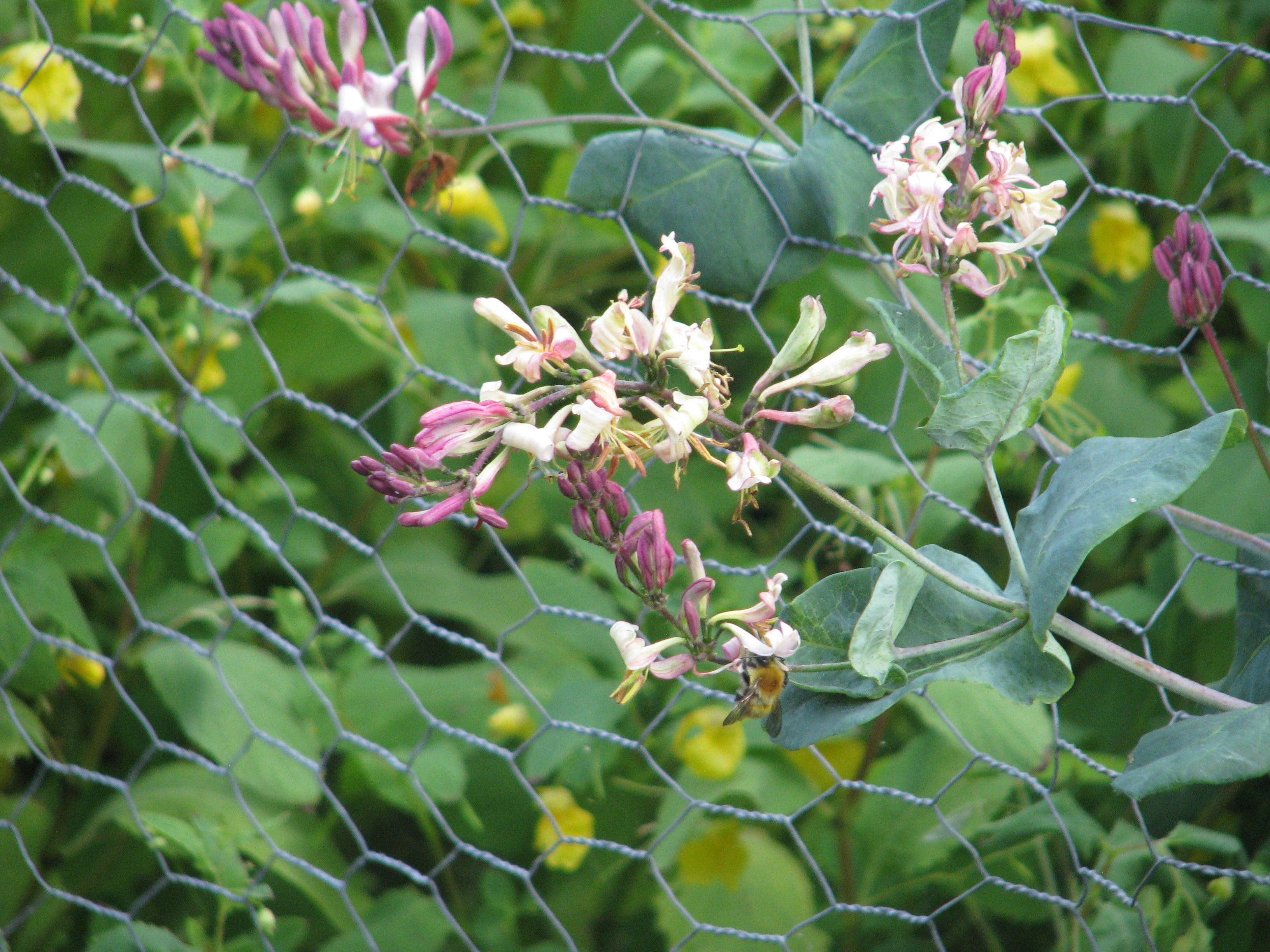 Image of pink honeysuckle